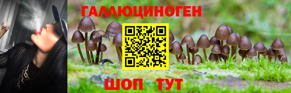 Новозыбков  Псилоцибиновые грибы мицелий  Вход с VPN 